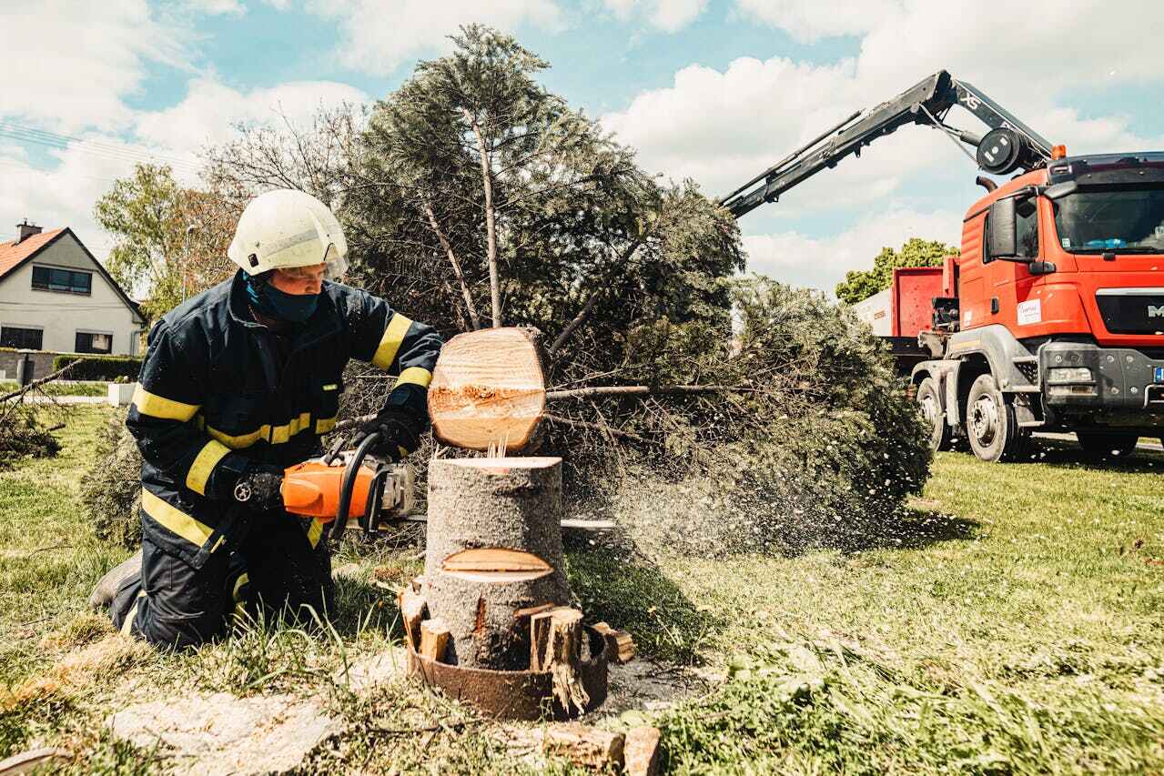 Best Tree Care Services  in Langston, OK